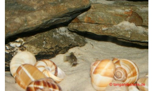 Neolamprologus multifasciatus